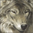 Volk527